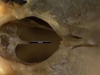 Media type: image;   Herpetology R-132035